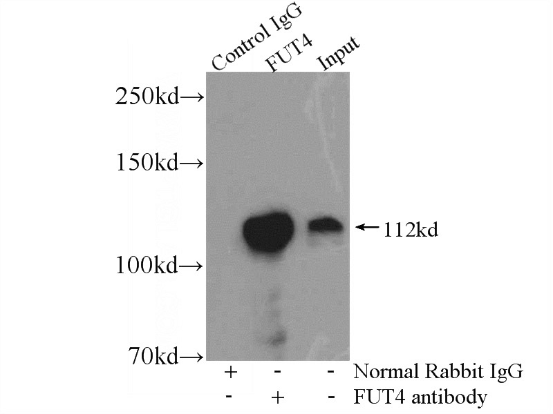 IP Result of anti-FUT4 (IP:Catalog No:110799, 4ug; Detection:Catalog No:110799 1:500) with HeLa cells lysate 2480ug.
