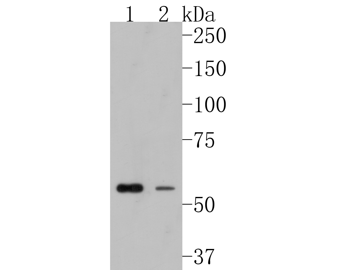 Fig1:; Western blot analysis of FAM13C1 on different lysates. Proteins were transferred to a PVDF membrane and blocked with 5% BSA in PBS for 1 hour at room temperature. The primary antibody ( 1/1,000) was used in 5% BSA at room temperature for 2 hours. Goat Anti-Rabbit IgG - HRP Secondary Antibody (HA1001) at 1:200,000 dilution was used for 1 hour at room temperature.; Positive control:; Lane 1: HepG2 cell lysate; Lane 2: Rat brain tissue lysate