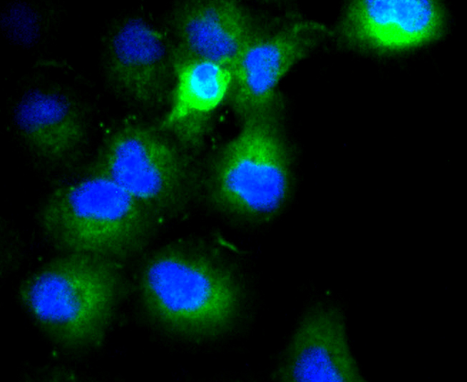 Immunofluorescence - COL17A1 Monoclonal Antibody 