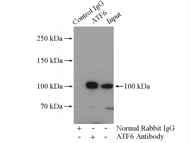 IP Result of anti-ATF6 (IP:Catalog No:108286, 4ug; Detection:Catalog No:108286 1:1500) with HeLa cells lysate 2800ug.