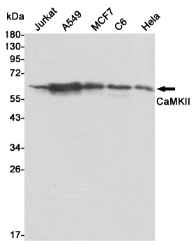 Western blot analysis of extracts from Jurkat,A549,MCF7,C6 and Hela cell lysates using CaMKII mouse mAb (1:1000 diluted).Predicted band size:63KDa.Observed band size:63KDa.