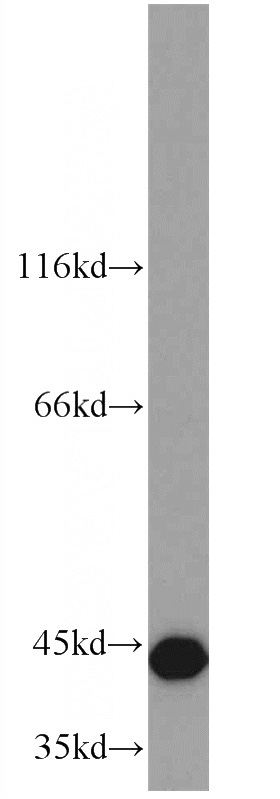 HepG2 cells were subjected to SDS PAGE followed by western blot with Catalog No:113523(OXA1L antibody) at dilution of 1:800