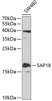 Western blot - SAP18 Polyclonal Antibody 