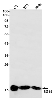 Western blot detection of ISG15 in C6,3T3,Hela cell lysates using ISG15 Rabbit pAb(1:1000 diluted).Predicted band size:18kDa.Observed band size:18kDa.