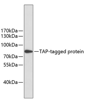 Western blot - Mouse anti TAP-Tag mAb 