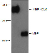 lane1: MBP-NOL6 64kd; lane2 MBP 42kd were subjected to SDS PAGE followed by western blot with Catalog No:117331(MBP-Tag Antibody) at dilution of 1:3000