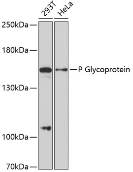 Western blot - P Glycoprotein Polyclonal Antibody 