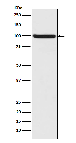 Western blot analysis of  Nrf2  phosphorylation expression in  HepG2 cell lysate.