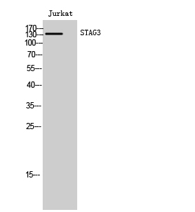 Fig1:; Western Blot analysis of Jurkat cells using STAG3 Polyclonal Antibody cells nucleus extracted by Minute TM Cytoplasmic and Nuclear Fractionation kit (SC-003,Inventbiotech,MN,USA).