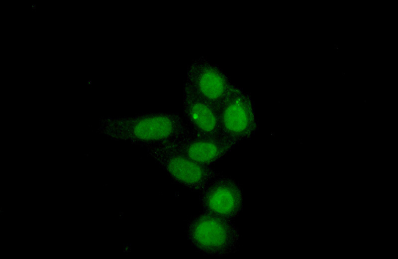 Immunofluorescent analysis of (10% Formaldehyde) fixed HepG2 cells using Catalog No:113139(NF45 Antibody) at dilution of 1:50 and Alexa Fluor 488-congugated AffiniPure Goat Anti-Rabbit IgG(H+L)