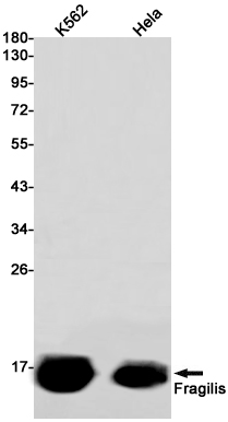 Western blot detection of Fragilis in K562,Hela cell lysates using Fragilis Rabbit pAb(1:1000 diluted).Predicted band size:15kDa.Observed band size:15kDa.