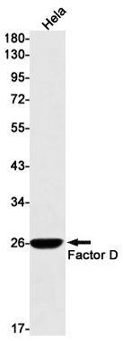 Western blot detection of Factor D in Hela cell lysates using Factor D Rabbit mAb(1:1000 diluted).Predicted band size:27kDa.Observed band size:27kDa.