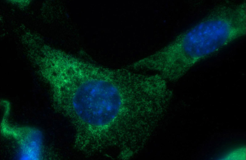 Immunofluorescent analysis of NIH/3T3 cells using Catalog No:110508(EXOSC10 Antibody) at dilution of 1:50 and Alexa Fluor 488-congugated AffiniPure Goat Anti-Rabbit IgG(H+L)