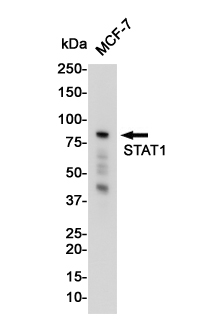 Western blot detection of STAT1 in MCF-7 cell lysates using STAT1 Rabbit pAb(1:1000 diluted).Predicted band size:87KDa.Observed band size:87KDa.