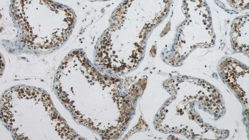 Immunohistochemistry of paraffin-embedded human testis tissue slide using Catalog No:112324(LRPAP1 Antibody) at dilution of 1:50 (under 10x lens)