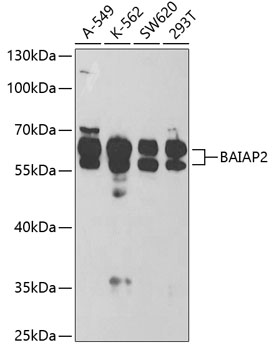 Western blot - BAIAP2 Polyclonal Antibody 