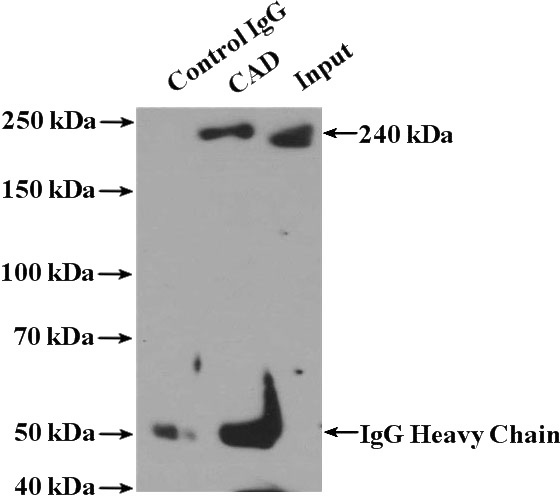 IP Result of anti-CAD (IP:Catalog No:108771, 4ug; Detection:Catalog No:108771 1:500) with HEK-293 cells lysate 2800ug.