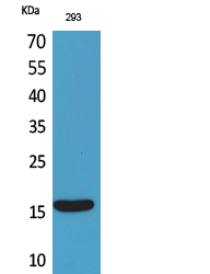 Fig1:; Western Blot analysis of 293 cells using PSP Polyclonal Antibody.. Secondary antibody（catalog#: HA1001) was diluted at 1:20000