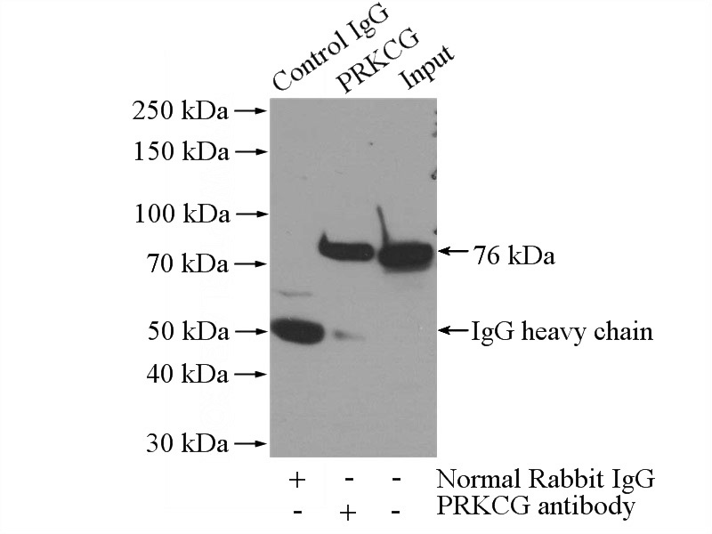 IP Result of anti-PRKCG (IP:Catalog No:113851, 4ug; Detection:Catalog No:113851 1:500) with mouse brain tissue lysate 2640ug.