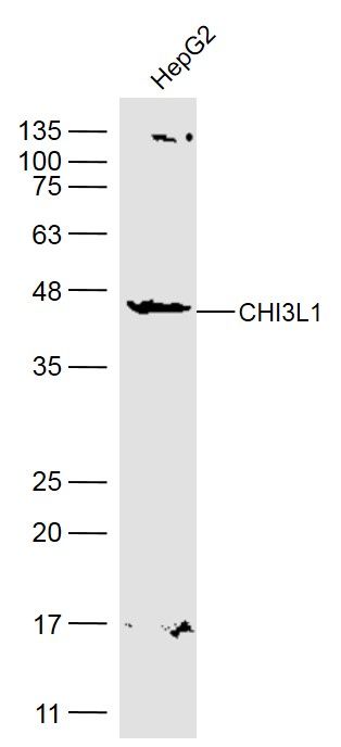 Fig2: Sample:; HepG2(Human) Cell Lysate at 30 ug; Primary: Anti-CHI3L1 at 1/500 dilution; Secondary: IRDye800CW Goat Anti-Rabbit IgG at 1/20000 dilution; Predicted band size: 42 kD; Observed band size: 42 kD
