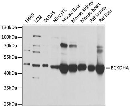Western blot - BCKDHA Polyclonal Antibody 