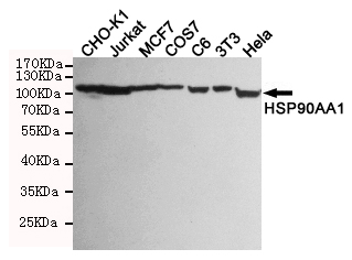Western blot detection of HSP90AA1 in CHO-K1,Jurkat,MCF7,COS7,C6,3T3 and Hela cell lysates using HSP90AA1 mouse mAb (1:1000 diluted).Predicted band size:90KDa.Observed band size:90KDa.