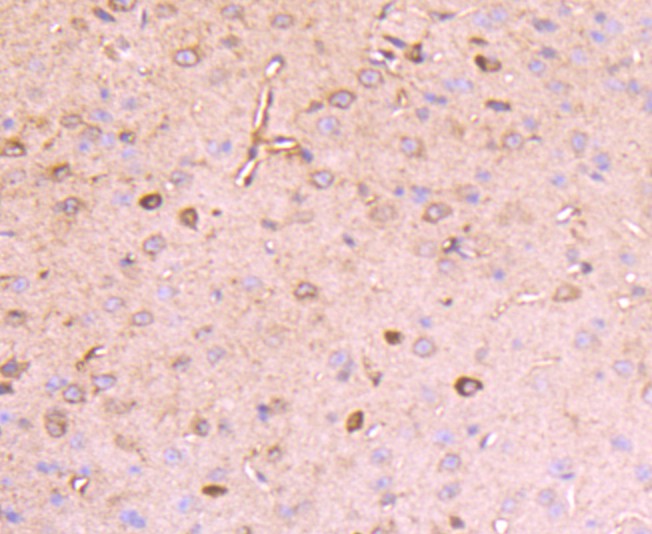 Fig3: Immunohistochemical analysis of paraffin-embedded mouse brain tissue using anti-Reelin antibody. Counter stained with hematoxylin.