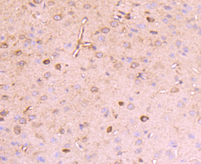 Fig3: Immunohistochemical analysis of paraffin-embedded mouse brain tissue using anti-Reelin antibody. Counter stained with hematoxylin.
