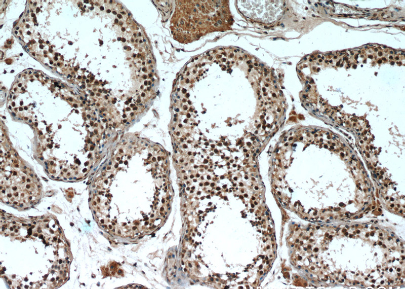 Immunohistochemistry of paraffin-embedded human testis slide using Catalog No:115905(TCF4 Antibody) at dilution of 1:50