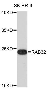 Western blot - RAB32 Polyclonal Antibody 