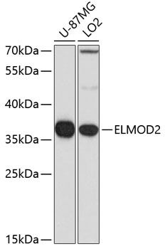Western blot - ELMOD2 Polyclonal Antibody 