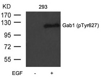 Western blot analysis of extracts from 293 cells untreated or treated with EGF using Gab1 (Phospho-Tyr627) Antibody .