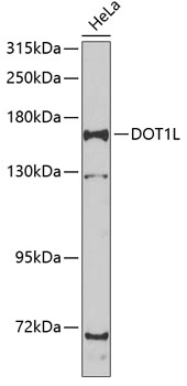 Western blot - DOT1L Polyclonal Antibody 