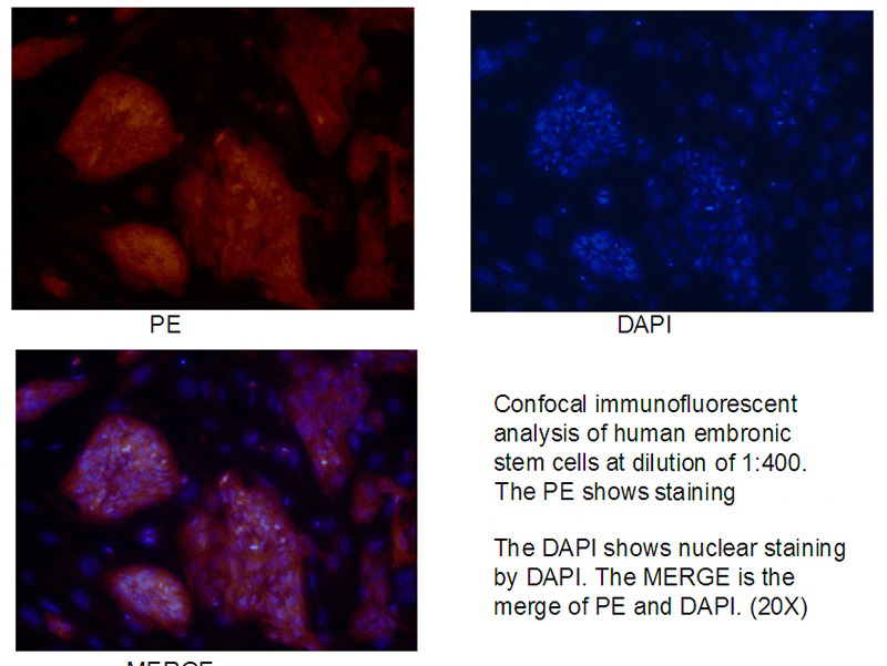 Confocal immunofluorescent analysis of human embronic stem cells with Catalog No:112231 at dilution of 1:400. The PE shows staining with Catalog No:112231/PE. The DAPI shows nuclear staining by DAPI. The MERGE is the merge of PE and DAPI. (20X)