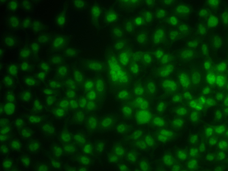 Immunofluorescence - KLF3 Polyclonal Antibody 