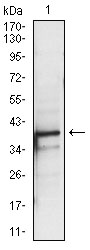 Western blot analysis using PBK mouse mAb against A431 (1) cell lysate.
