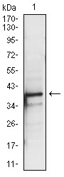 Western blot analysis using PBK mouse mAb against A431 (1) cell lysate.