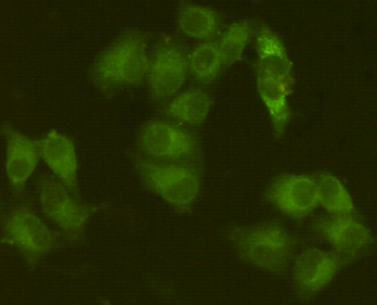 Immunocytochemistry staining of HeLa cells fixed with 4% Paraformaldehyde and using anti-Jak1 mouse mAb (dilution 1:200).