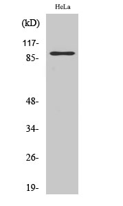 Fig1:; Western Blot analysis of various cells using PGBD1 Polyclonal Antibody cells nucleus extracted by Minute TM Cytoplasmic and Nuclear Fractionation kit (SC-003,Inventbiotech,MN,USA).