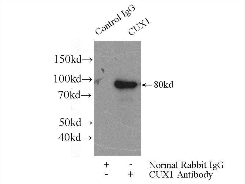 IP Result of anti-CUX1 (IP:Catalog No:109628, 4ug; Detection:Catalog No:109628 1:1000) with mouse brain tissue lysate 4000ug.