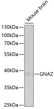 Western blot - GNAZ Polyclonal Antibody 