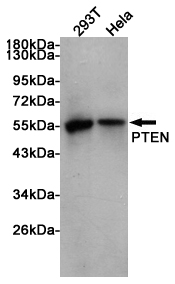 Western blot analysis of extracts 293T and Hela cells using PTEN Rabbit pAb at 1:1000 dilution. Predicted band size: 54kDa. Observed band size: 54kDa.