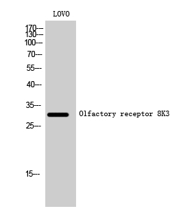 Fig1:; Western Blot analysis of LOVO cells using Olfactory receptor 8K3 Polyclonal Antibody