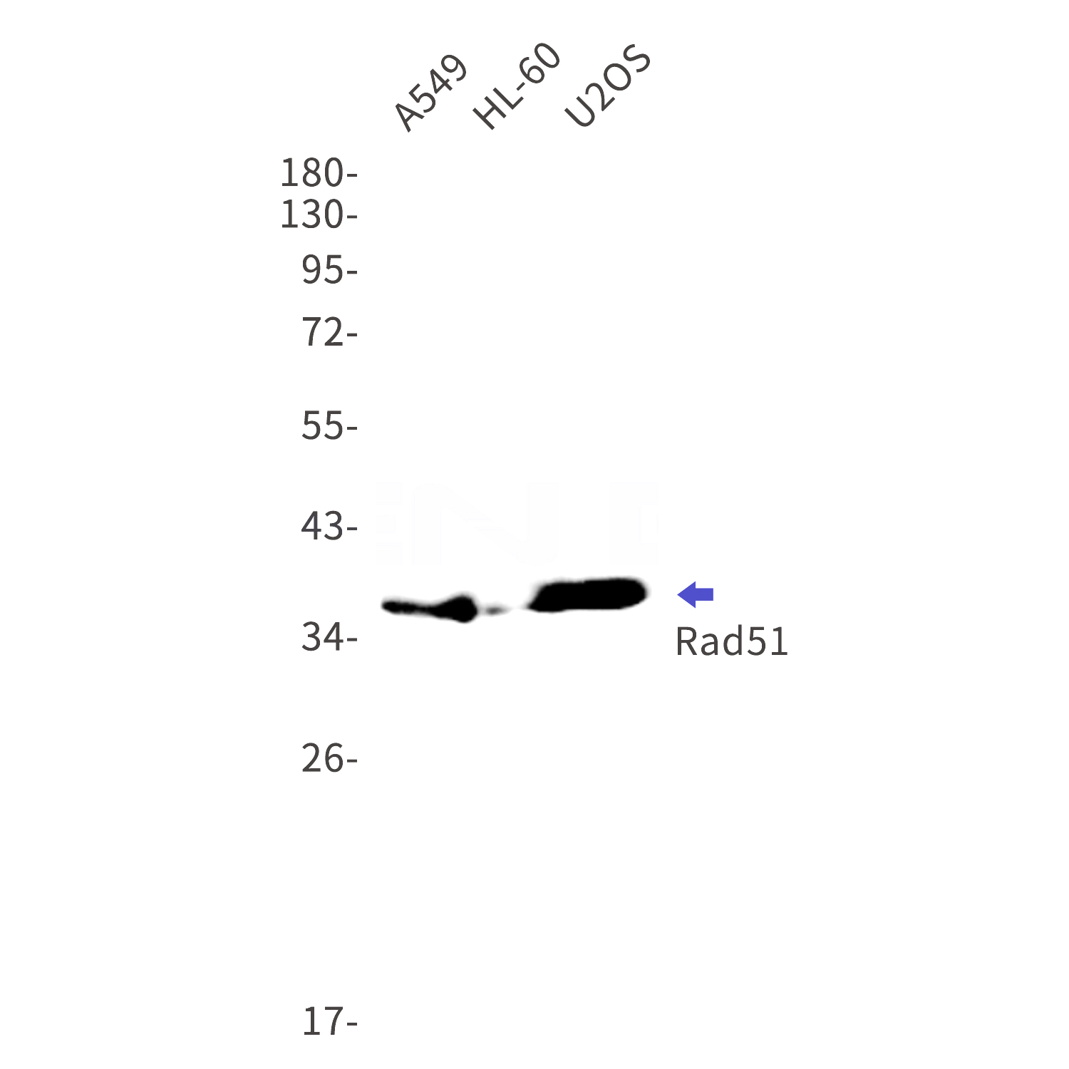 Western blot detection of Rad51 in A549,HL-60,U2OS cell lysates using Rad51 Rabbit mAb(1:1000 diluted).Predicted band size:37kDa.Observed band size:37kDa.