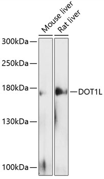 Western blot - DOT1L Polyclonal Antibody 