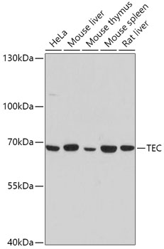 Western blot - TEC Polyclonal Antibody 