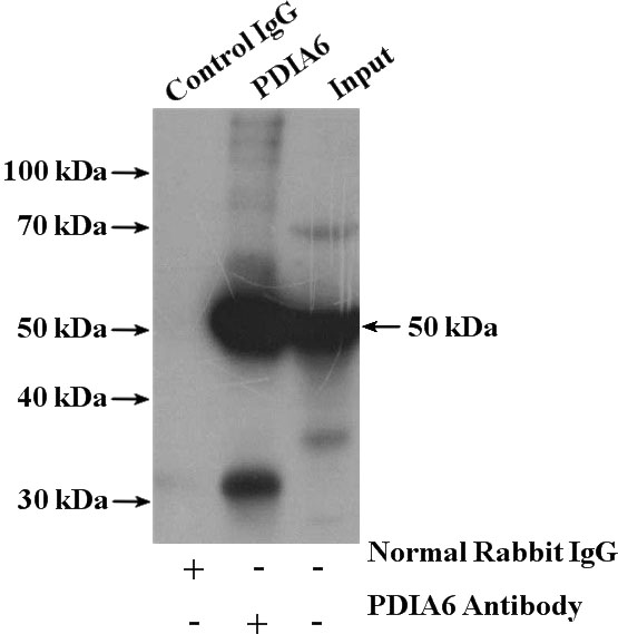 IP Result of anti-PDIA6 (IP:Catalog No:113682, 4ug; Detection:Catalog No:113682 1:3000) with HEK-293 cells lysate 3000ug.