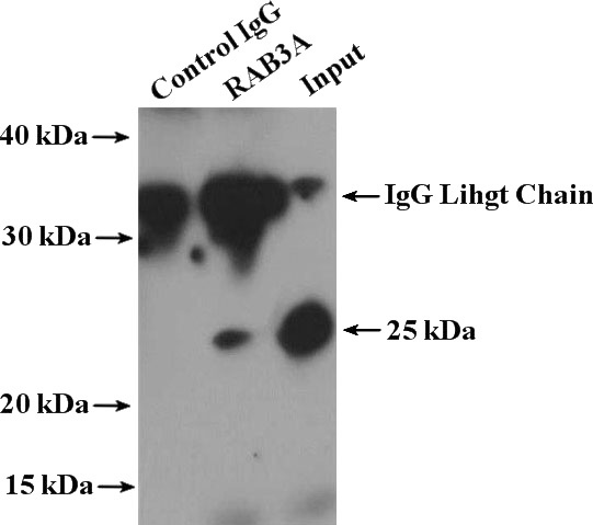 IP Result of anti-RAB3A (IP:Catalog No:114439, 4ug; Detection:Catalog No:114439 1:1000) with mouse brain tissue lysate 4000ug.