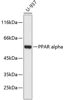 Western blot - PPAR alpha Polyclonal Antibody 