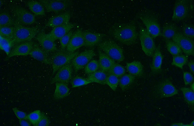 Immunofluorescent analysis of (-20oc Ethanol) fixed MCF-7 cells using Catalog No:116236(TRAIL Antibody) at dilution of 1:50 and Alexa Fluor 488-congugated AffiniPure Goat Anti-Rabbit IgG(H+L)